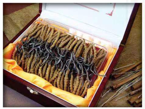 翰林镇冬虫夏草回收?